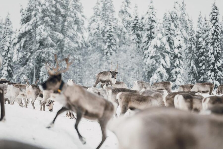Kuusamo: Reindeer Sleigh Ride and Farm Visit - Is $97 good value for 1.5 hours?
