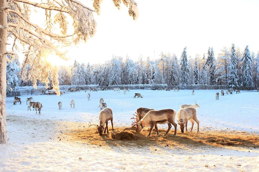 Kuusamo: Reindeer Sleigh Ride and Farm Visit - Who will enjoy this most?