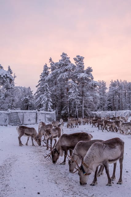 Kuusamo: Reindeer Sleigh Ride and Farm Visit - Practical details that affect your decision