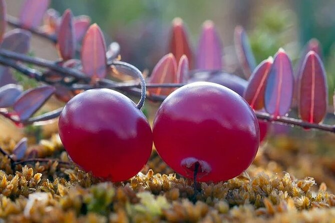 Lapland Berry Day Experience - Key points to know before you book