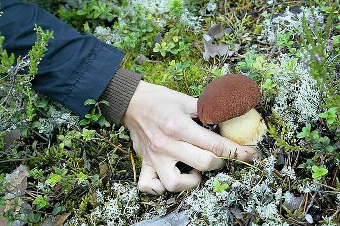 Lapland Berry Day Experience - The guides can make the forest come alive