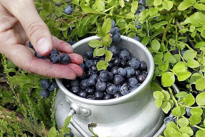 Lapland Berry Day Experience - How the timing affects the experience