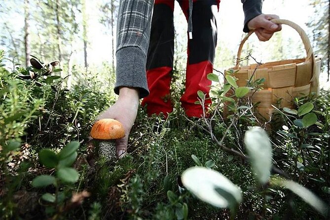 Lapland Berry Day Experience - Group size, minimum numbers, and practical planning