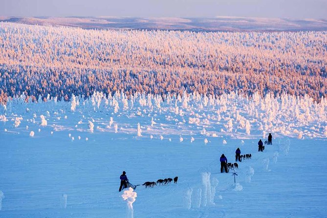 Lapland Husky Safari from Saariselkä - Five things to know before booking