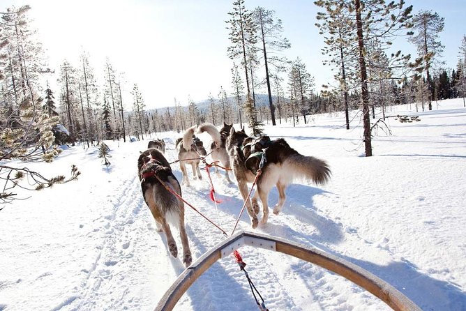 Lapland Husky Safari from Saariselkä - A husky ride with real hands-on work