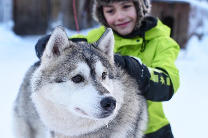 Lapland Husky Safari from Saariselkä - The 10-kilometer route through snowy Finland