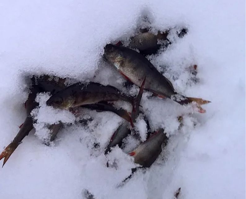 Lapland: Ice Fishing, Floating & BBQ Snow Adventure - What the guide adds to the experience