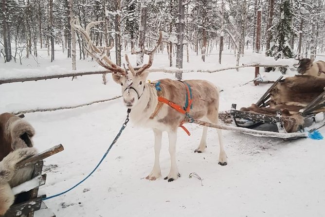Lapland Reindeer and Husky Safari from Levi - Meeting the huskies and learning how the sled works