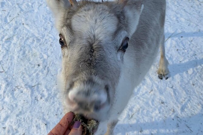 Lapland Reindeer and Husky Safari from Levi - Is $263.12 a fair price?