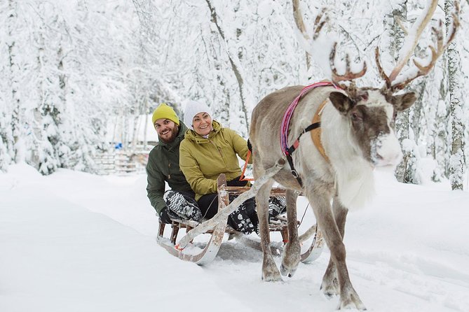 Lapland Reindeer and Husky Safari from Rovaniemi - At the husky park: speed, noise, and a more commercial feel