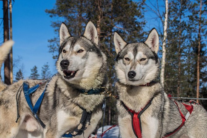 Lapland Reindeer and Husky Safari from Rovaniemi - What the $246.41 price really buys you