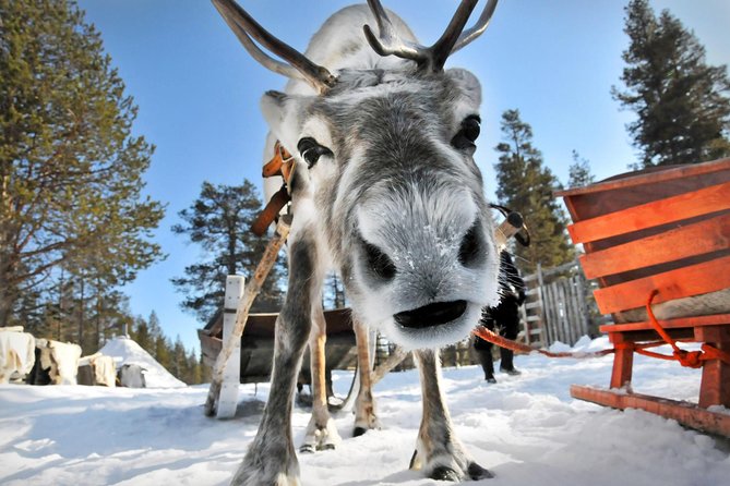Lapland Reindeer Safari from Rovaniemi - The 1.5-kilometer sleigh ride
