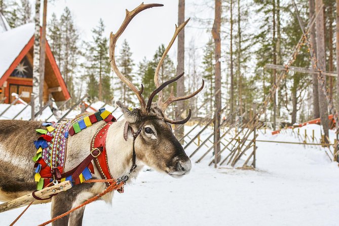 Lapland Reindeer Safari from Rovaniemi - Hotel pickup at 3:00 pm