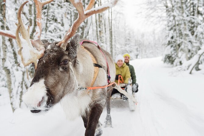 Lapland Reindeer Safari From Saariselkä - The sleigh ride through Urho Kekkonen National Park