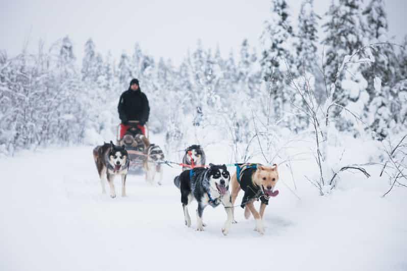 Levi: 15-Kilometres Self-Driving Husky Tour - Key points at a glance