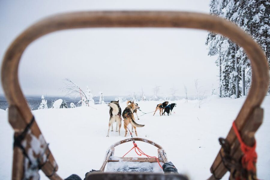 Levi: 15-Kilometres Self-Driving Husky Tour - Who should book this husky safari?