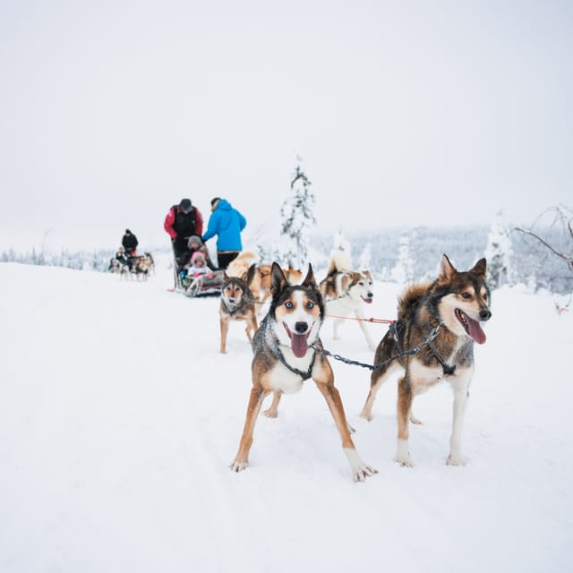 Levi: 15-Kilometres Self-Driving Husky Tour - Taking the reins with a two-person sled