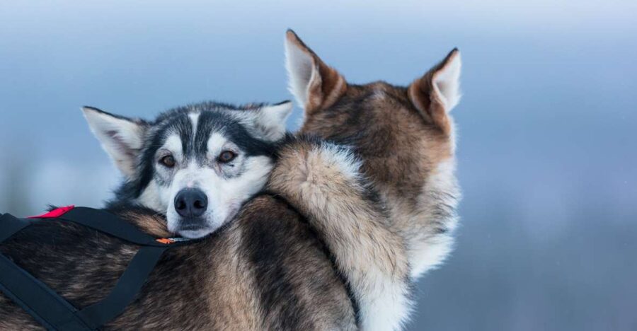 Levi: 7 km Self-Drive Husky Sledding Adventure - Key points at a glance