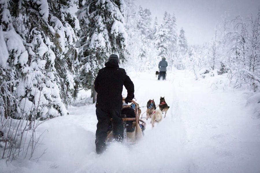 Levi: 7 km Self-Drive Husky Sledding Adventure - What the three-hour Levi safari feels like