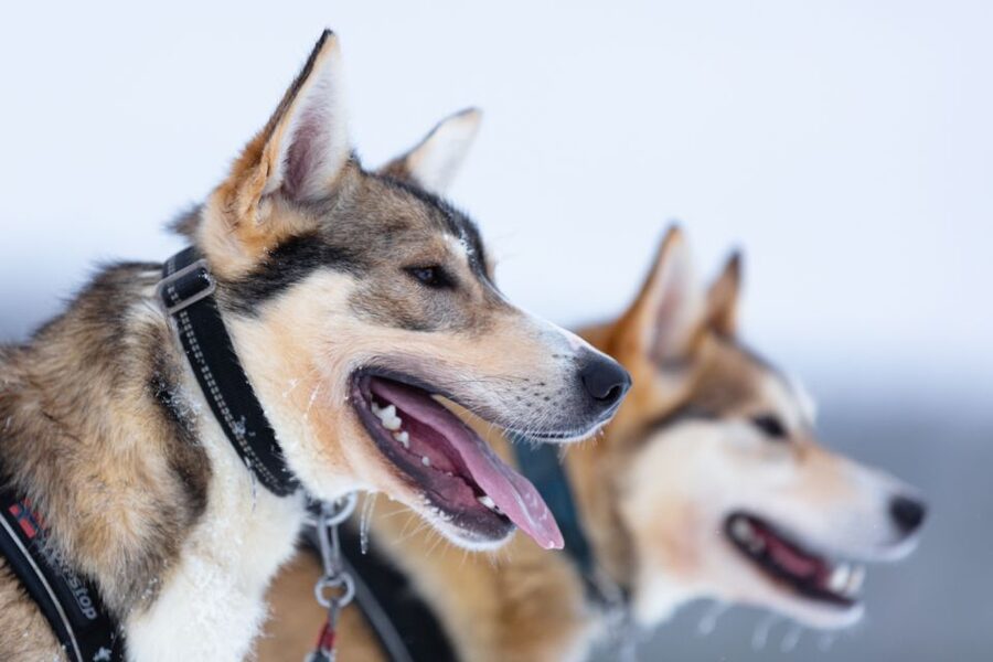 Levi: 7 km Self-Drive Husky Sledding Adventure - Meeting the huskies before the trail