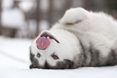 7 km Self-Drive Husky Sledding Adventure