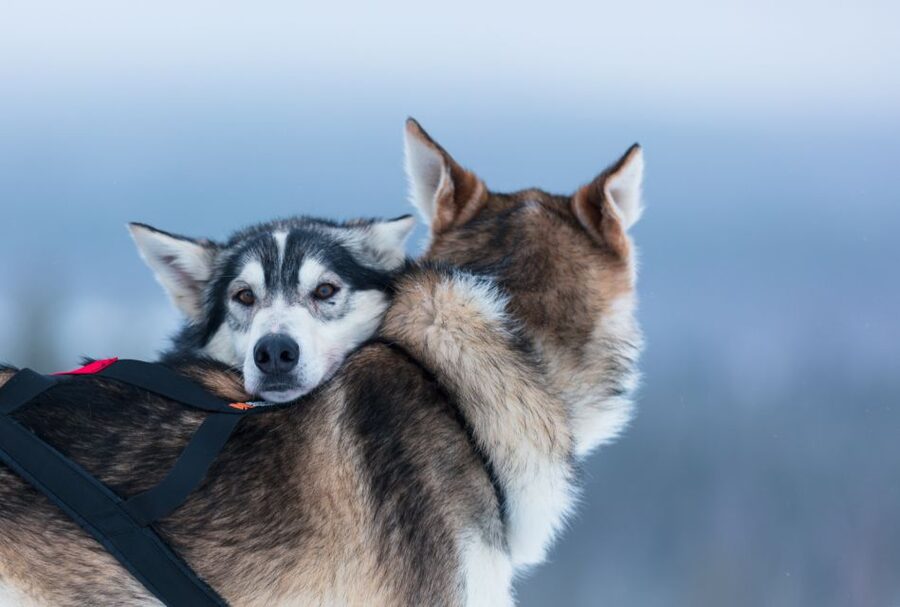 Levi: 7 km Self-Drive Husky Sledding Adventure - Seven kilometers through snowy Finnish countryside