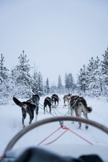 Levi: Evening Husky Sled Ride under the Northern Lights - Meeting the huskies at Hissitie 11