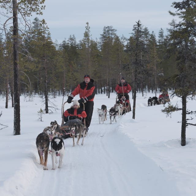 Levi: Follow the Elves – One day husky safari - The key facts at a glance