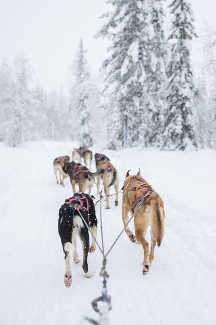 Levi: Guide-driven Husky Safari - From Hissitie 11 to the husky base