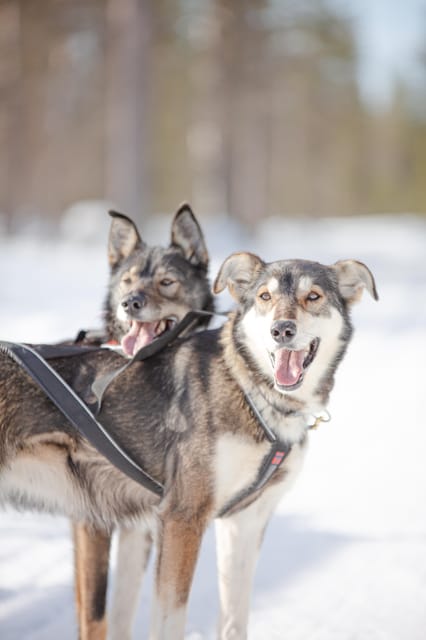 Levi: Guide-driven Husky Safari - Meeting the dogs and hearing the safety briefing