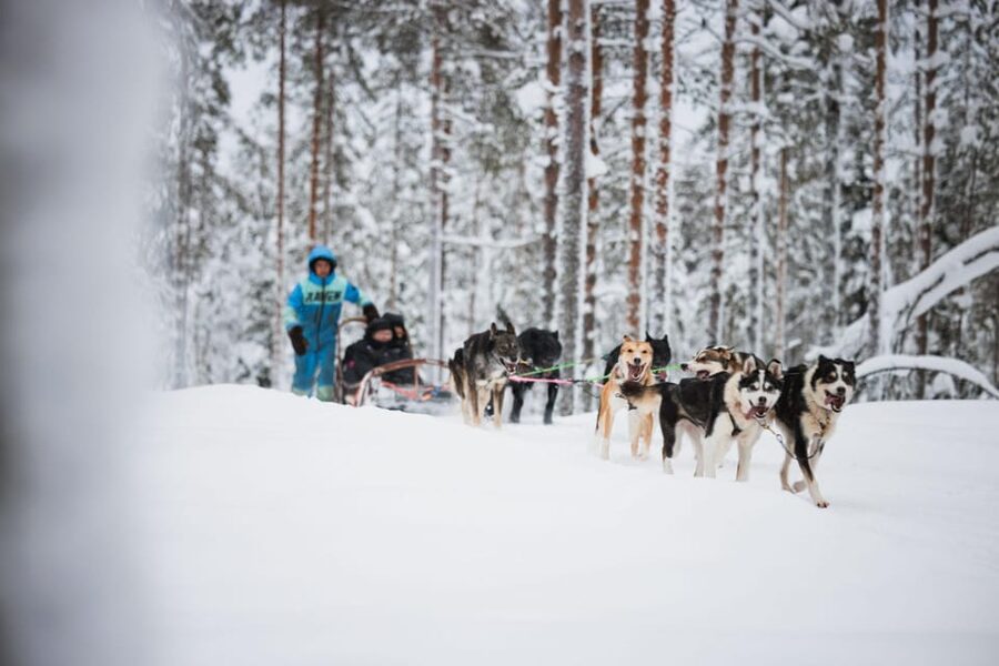 Levi: Husky and Reindeer Farm Visit with Snowmobiling - One hour on snowy forest trails