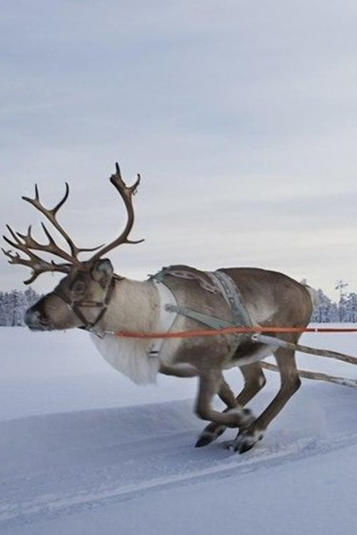 Levi: Lapland Reindeer and Husky Safari - Key points to know before you book