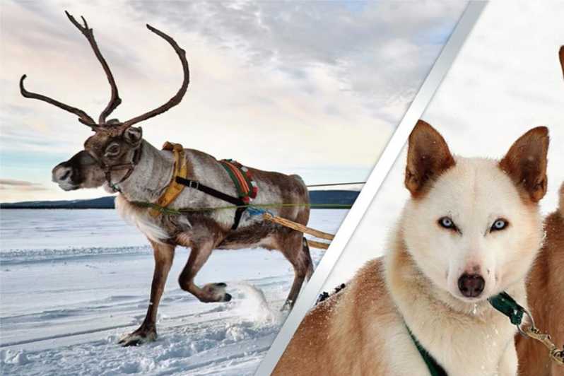 Levi: Lapland Reindeer and Husky Safari - Two Lapland traditions in one compact morning