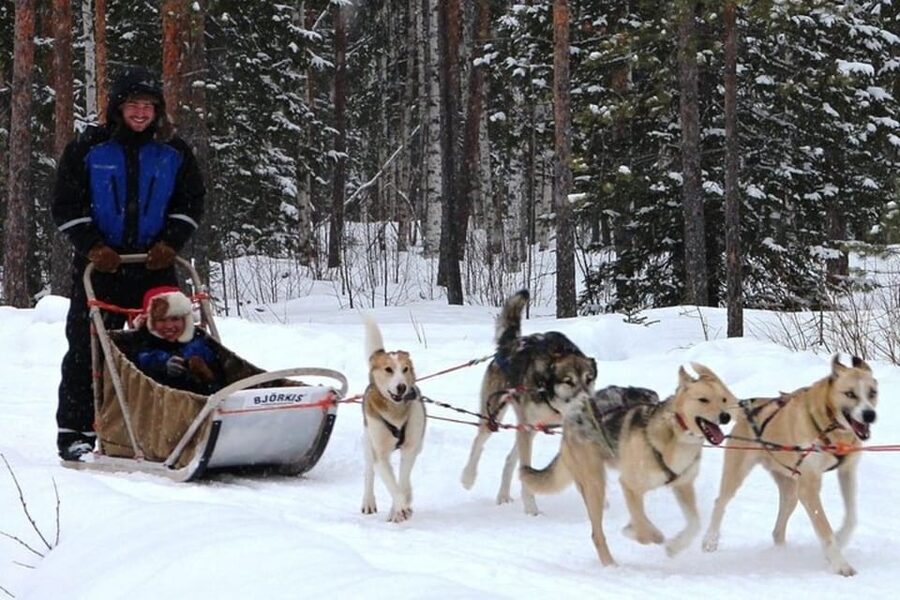Levi: Lapland Reindeer and Husky Safari - Meeting the huskies before the sled run