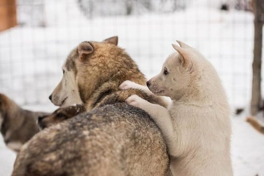 Levi: Lapland Reindeer and Husky Safari - Who will enjoy this safari most