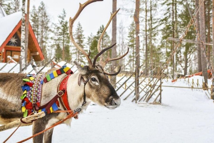 Levi: Lapland Reindeer Safari - The one-kilometer sled ride through the snow