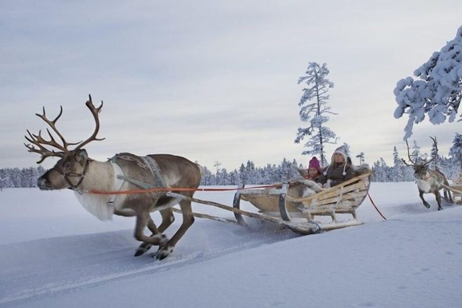 Levi: Lapland Reindeer Safari - What happens when snow is poor