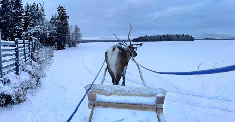 Levi: Lapland Reindeer Safari - Practical details that affect your day