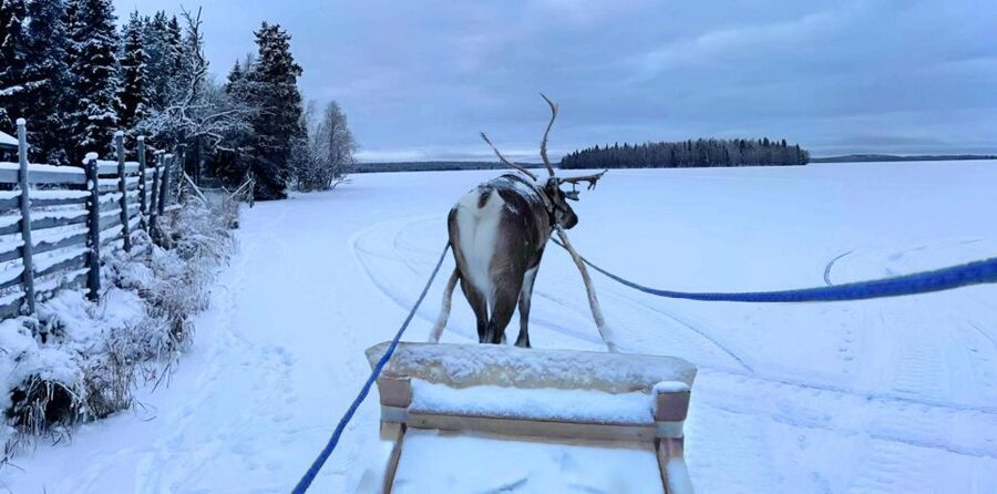 Levi: Lapland Reindeer Safari - Is the $114 price good value?