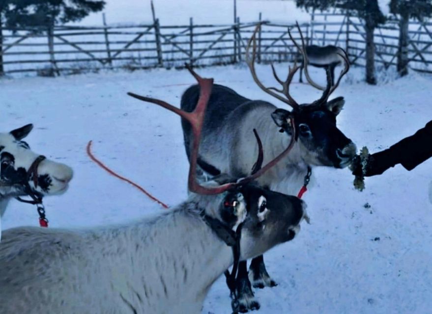 Levi: Lapland Reindeer Safari - Meeting the reindeer at Sokkaporantie 44