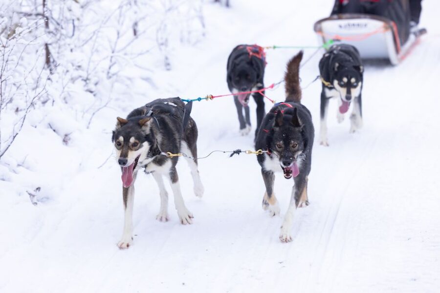 Levi Polar Lights Tours: Arctic Circle Guided Husky Tour - From Hissitie 11 to the husky yard