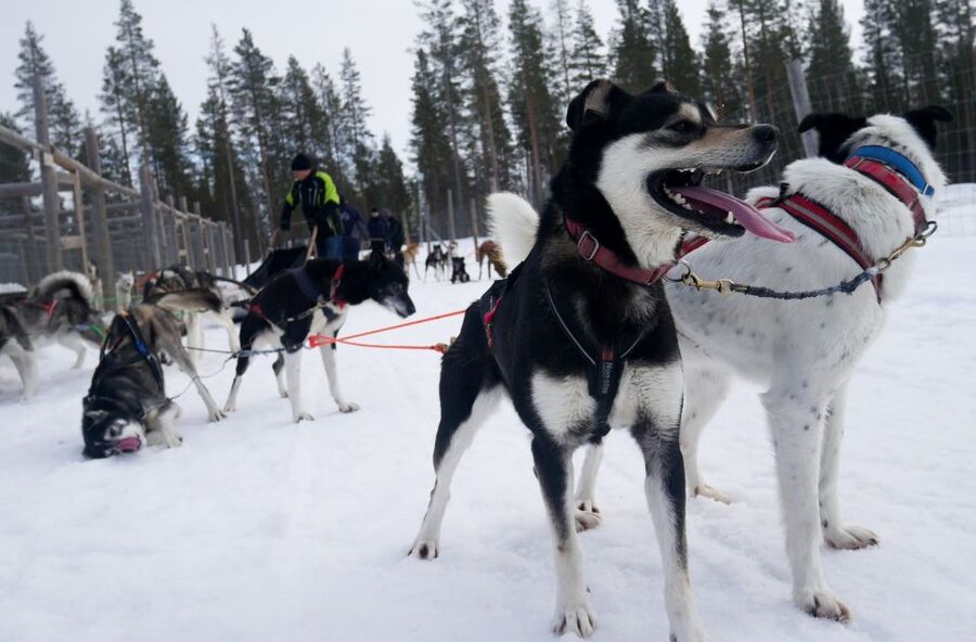 Levi Polar Lights Tours: Arctic Circle Guided Husky Tour - Meeting the Alaskan huskies before the run