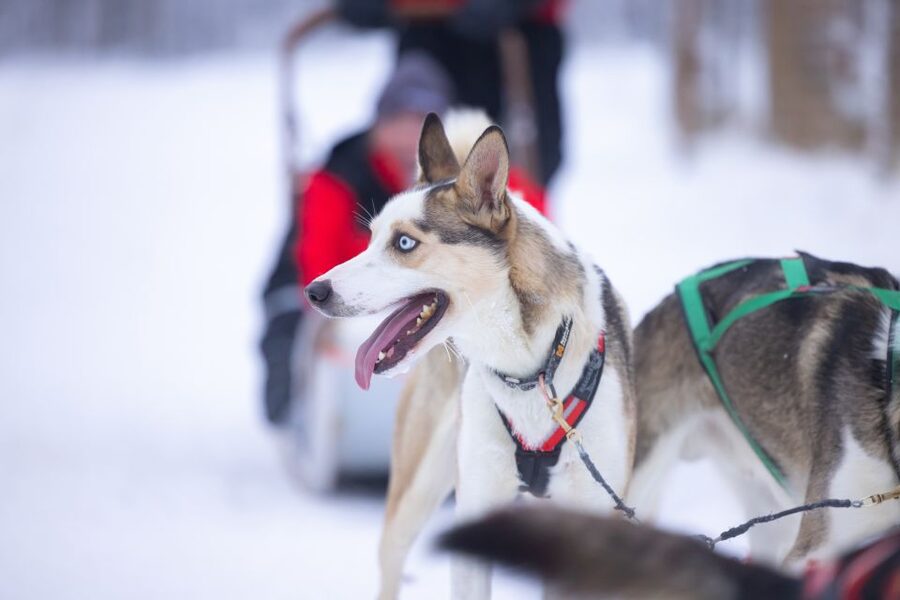 Levi Polar Lights Tours: Arctic Circle Guided Husky Tour - Learning to handle a two-person sled