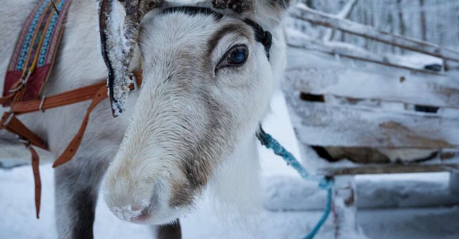 Levi Polar Lights Tours: Reindeer and Husky Taster - Key Things To Know Before You Go