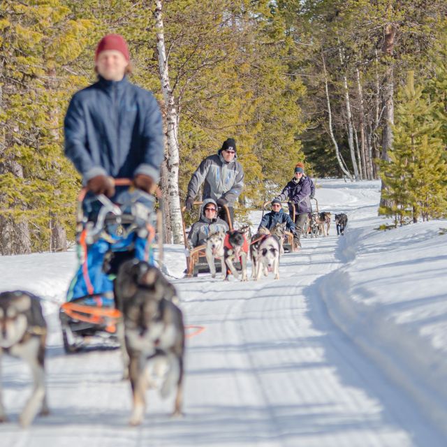 Levi Polar Lights Tours: Reindeer and Husky Taster - What the $153 Price Really Buys You