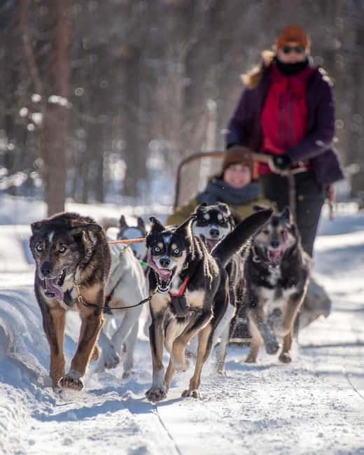 Levi Polar Lights Tours: Reindeer and Husky Taster - The First 15 Minutes: A Short Ride Out