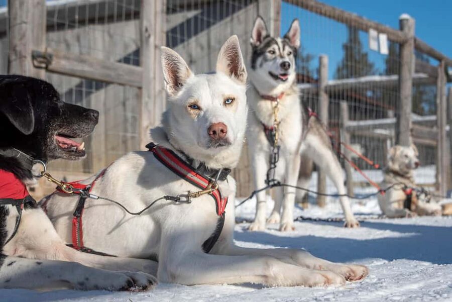 Levi Polar Lights Tours: Reindeer and Husky Taster - The Husky Ride: One Kilometer of Speed
