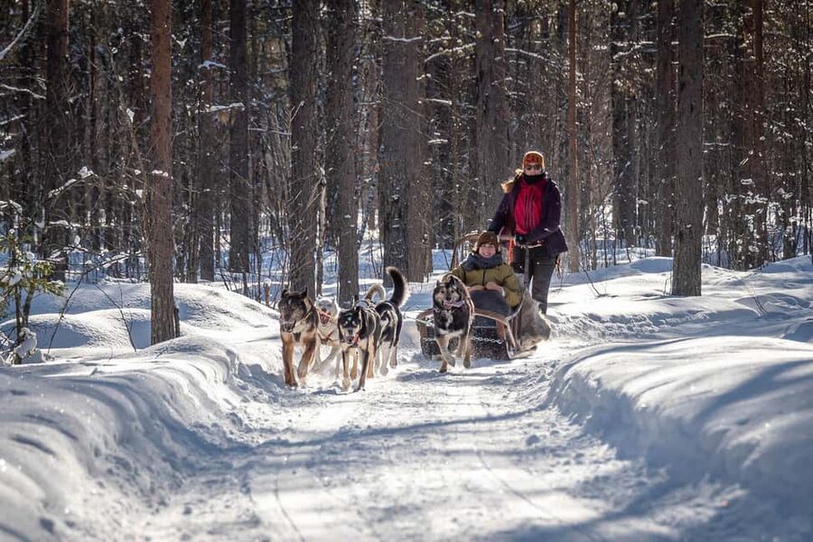 Levi Polar Lights Tours: Reindeer and Husky Taster - Meeting the Bus at Hissitie 11