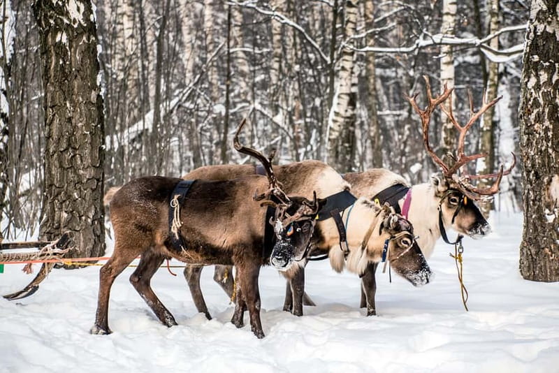Levi: Reindeer Experience with Sled Ride - Meeting the animals up close
