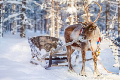 Reindeer Experience with Sled Ride